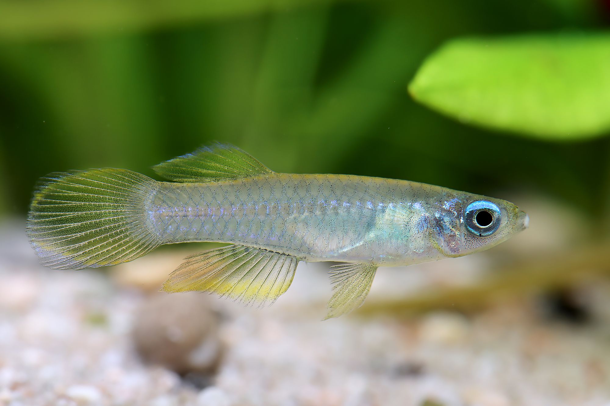 Aplocheilichthys normani - Normans Leuchtaugenfisch