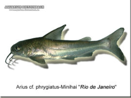Arius cf. phrygiatus - Minihai Rio de Janeiro