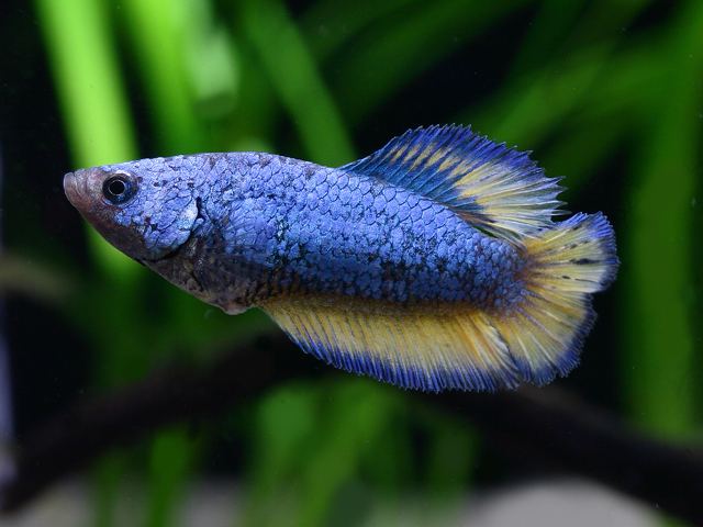 Betta Splendens