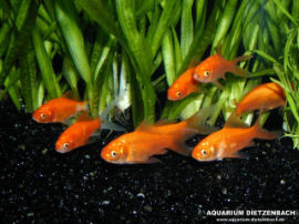 Carassius auratus - Goldfische
