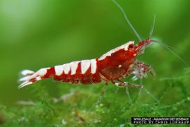 Caridina logemanni - Zwerggarnele "Pinto red"