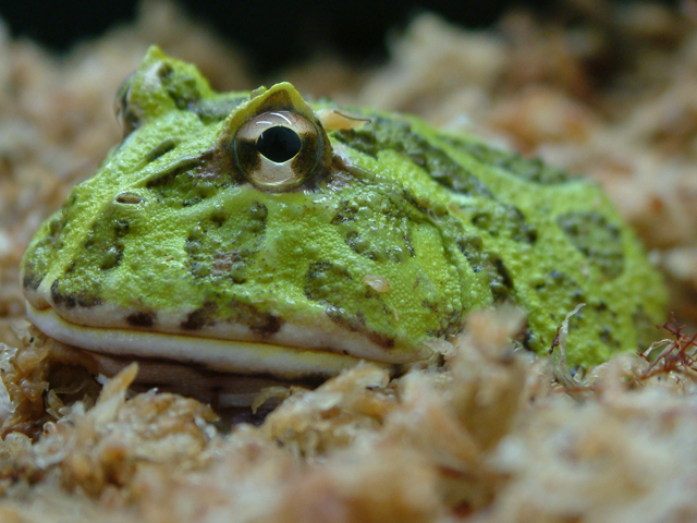 Ceratophrys cranwelli