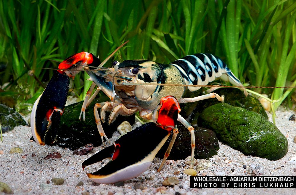 Cherax nigli - Krebs "peacock" Cherax nigli - Krebs "peacock"