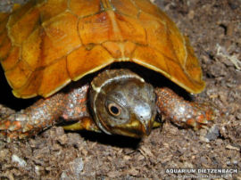 Geomyda spengleri  - Zacken Erdschildkröte