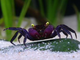 Geosesarma bicolor - Vampir Krabbe