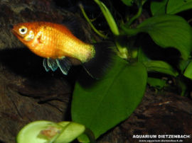 Xiphophorus maculatus - Orange Glühlicht Wagtail